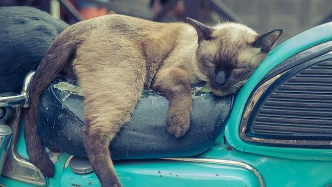Kontroversi Sinetron Thailand Diduga Sengaja Bikin Kucing Kejang