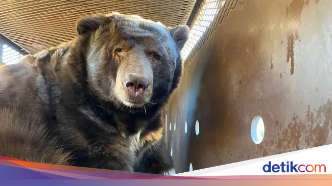 Kagetnya Pria Ini Temukan Beruang Besar di Bawah Rumah Usai Kebakaran Hebat