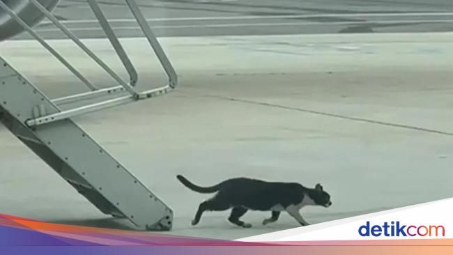 Kucing Bikin Ruwet Penerbangan, Picu Penundaan 2 Hari