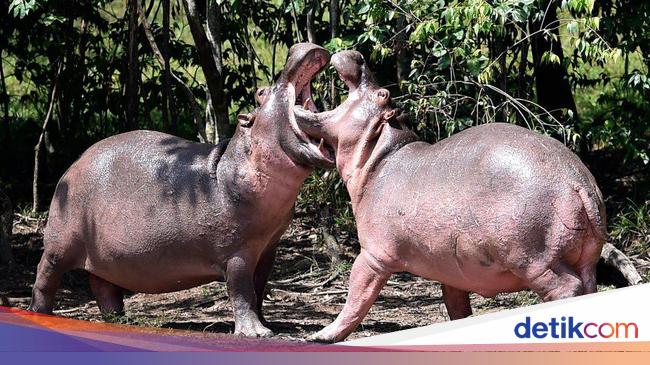Pria Ini Ditelan Kuda Nil Hidup-hidup, Nasib Baik Masih Selamat